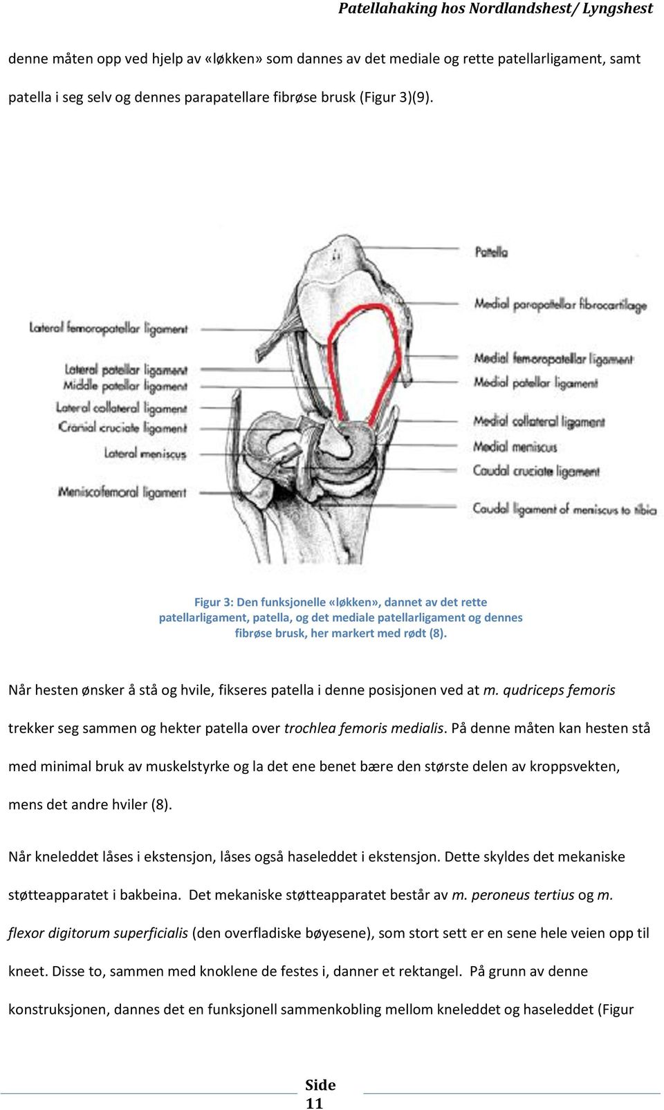 Når hesten ønsker å stå og hvile, fikseres patella i denne posisjonen ved at m. qudriceps femoris trekker seg sammen og hekter patella over trochlea femoris medialis.