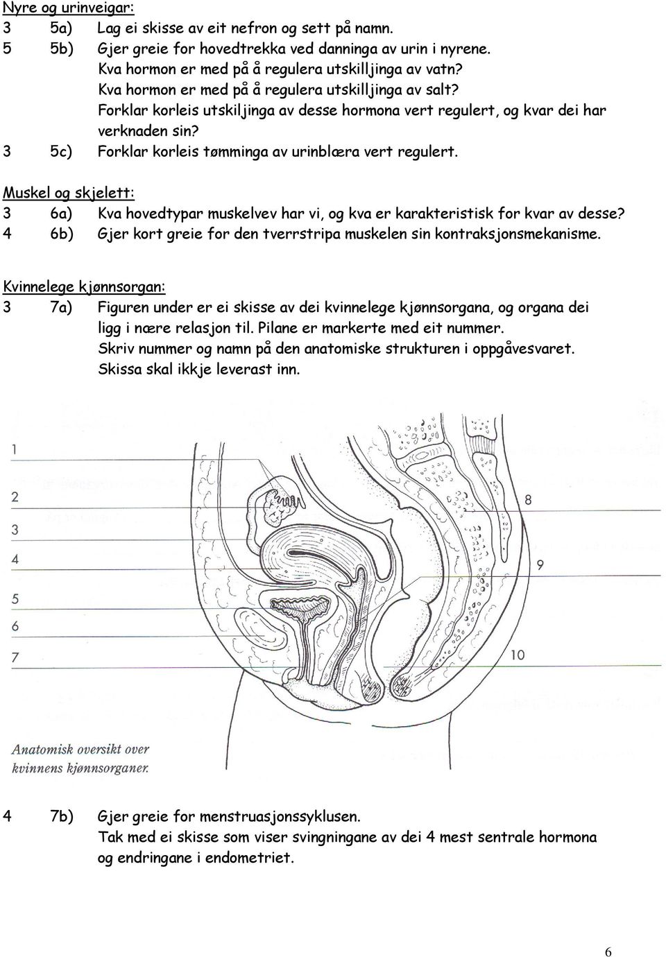 3 5c) Forklar korleis tømminga av urinblæra vert regulert. Muskel og skjelett: 3 6a) Kva hovedtypar muskelvev har vi, og kva er karakteristisk for kvar av desse?