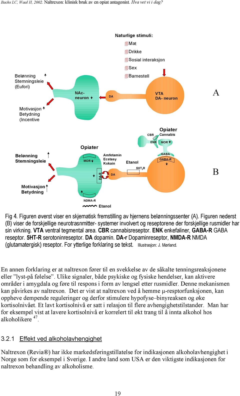 Motivasjon Betydning NDMA-R Etanol Fig 4. Figuren øverst viser en skjematisk fremstilling av hjernens belønningssenter (A).