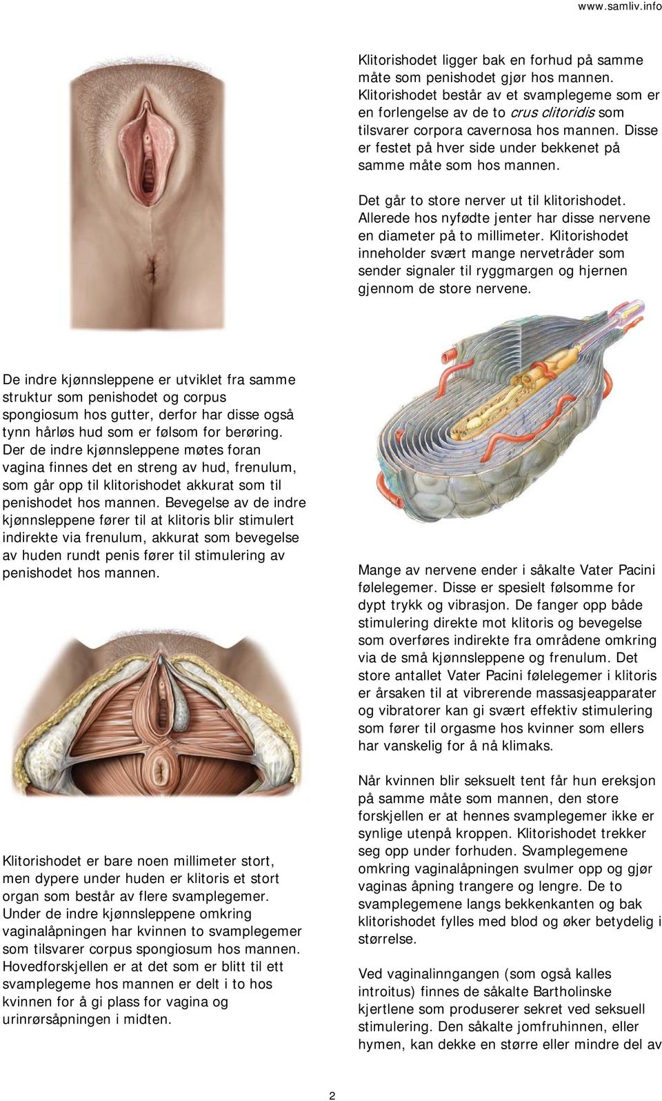 Disse er festet på hver side under bekkenet på samme måte som hos mannen. Det går to store nerver ut til klitorishodet. Allerede hos nyfødte jenter har disse nervene en diameter på to millimeter.