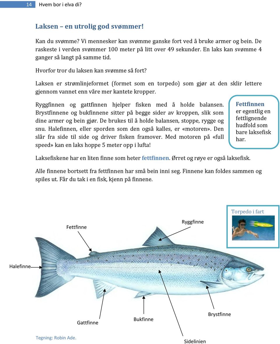Laksen er strømlinjeformet (formet som en torpedo) som gjør at den sklir lettere gjennom vannet enn våre mer kantete kropper. Ryggfinnen og gattfinnen hjelper fisken med å holde balansen.
