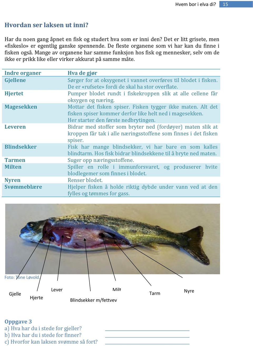 Indre organer Gjellene Hjertet Magesekken Leveren Blindsekker Tarmen Milten Nyren Svømmeblære Hva de gjør Sørger for at oksygenet i vannet overføres til blodet i fisken.