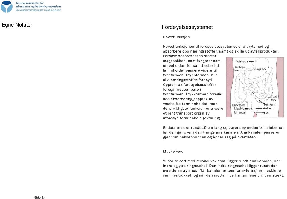 Opptak av fordøyelsesstoffer foregår nesten bare i tynntarmen.