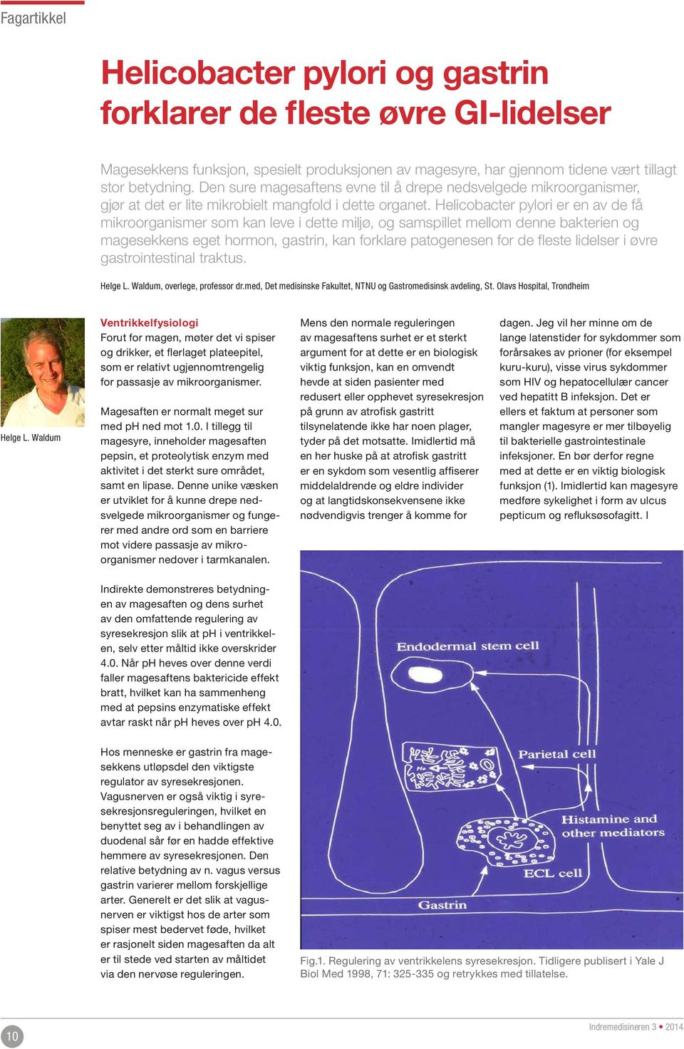 Helicobacter pylori er en av de få mikroorganismer som kan leve i dette miljø, og samspillet mellom denne bakterien og magesekkens eget hormon, gastrin, kan forklare patogenesen for de fleste