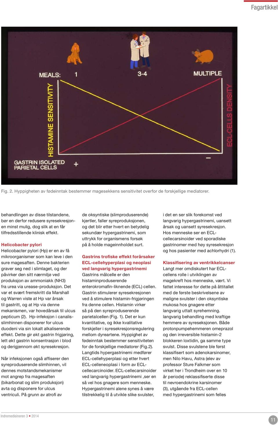 Helicobacter pylori Helicobacter pylori (Hp) er en av få mikroorganismer som kan leve i den sure magesaften.