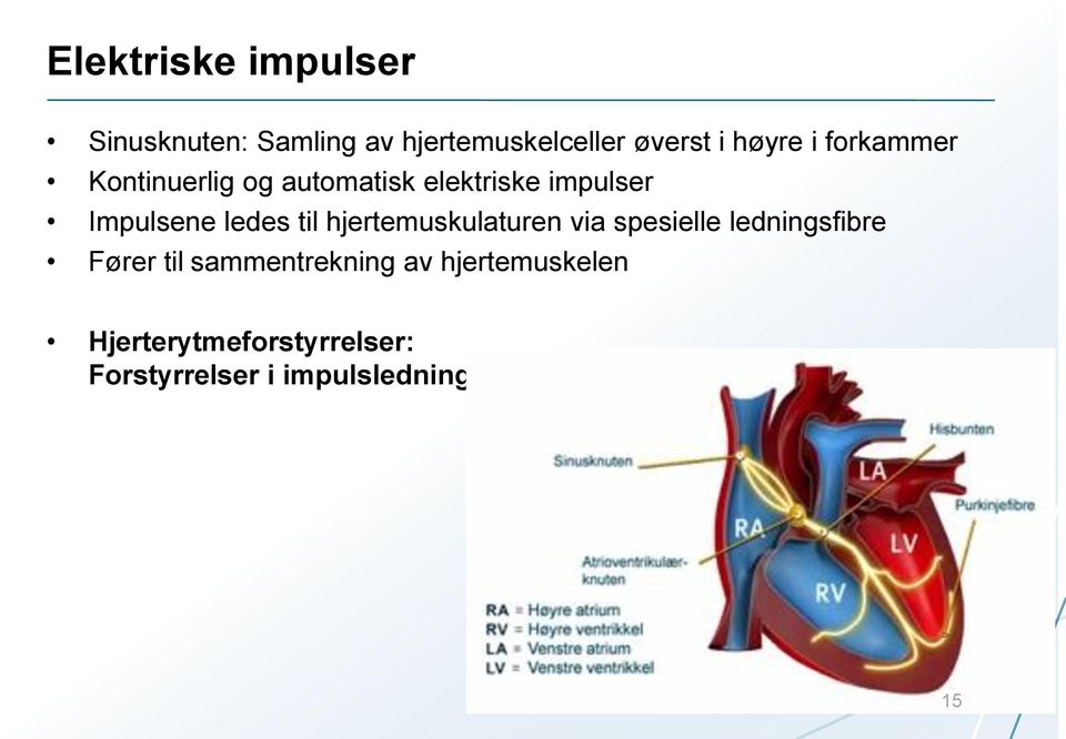 ledes til hjertemuskulaturen via spesielle ledningsfibre Fører til