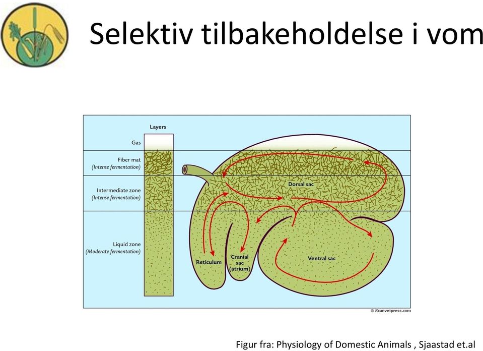 Figur fra: Physiology