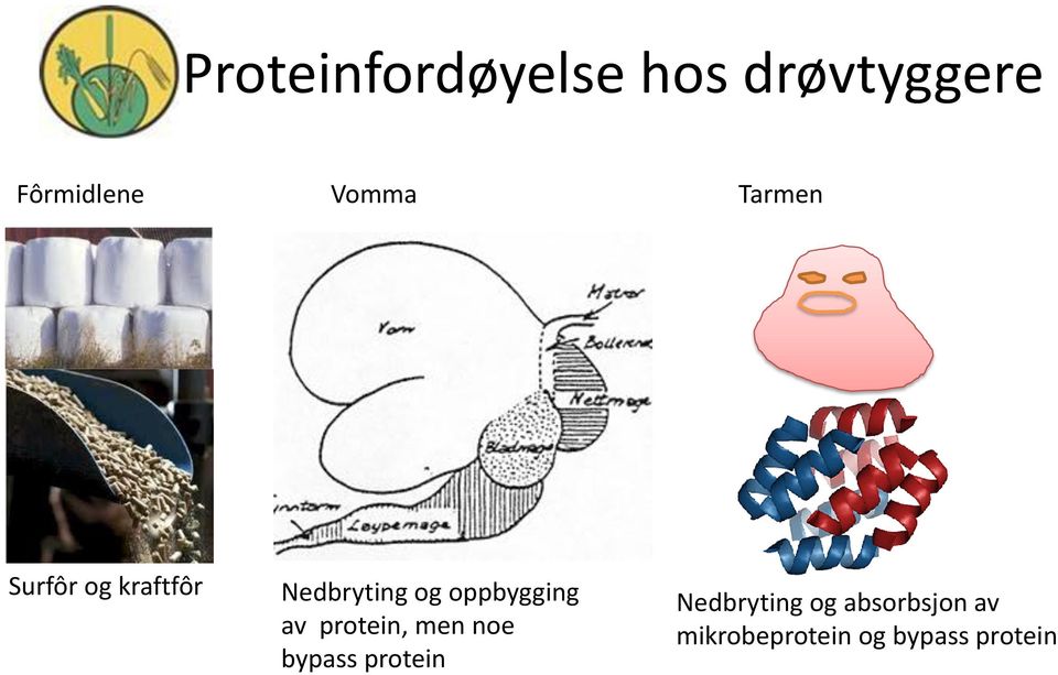 oppbygging av protein, men noe bypass protein