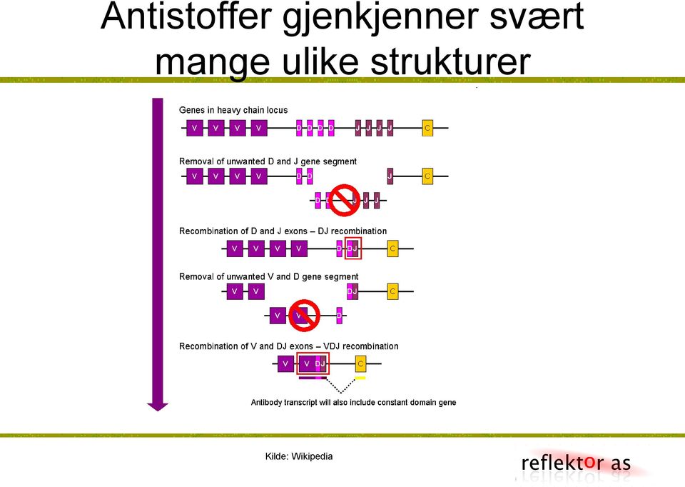 mange ulike