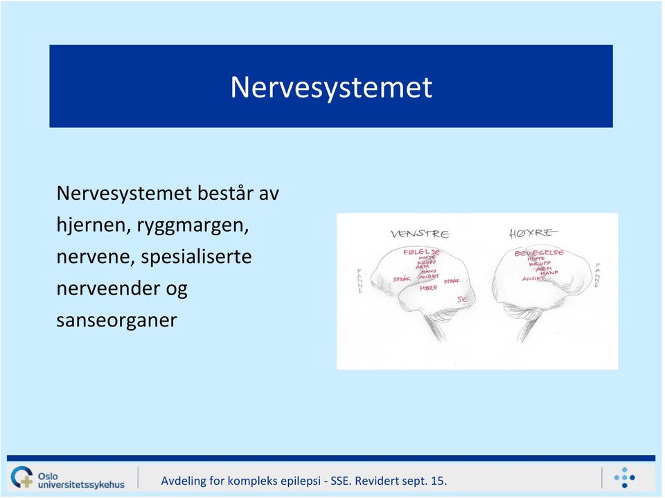 ryggmargen, nervene,