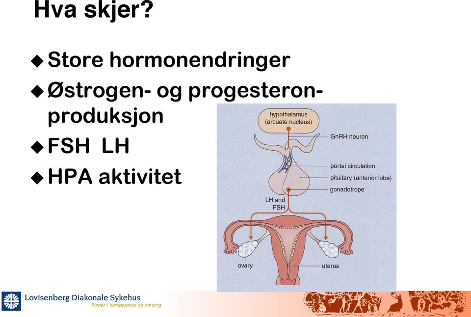 hormonendringer u