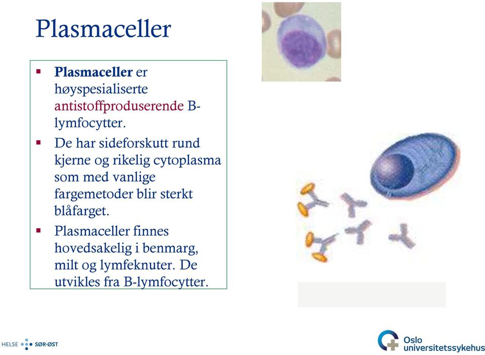 De har sideforskutt rund kjerne og rikelig cytoplasma som med vanlige