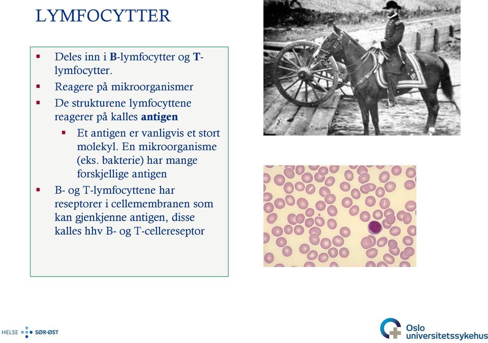 antigen er vanligvis et stort molekyl. En mikroorganisme (eks.