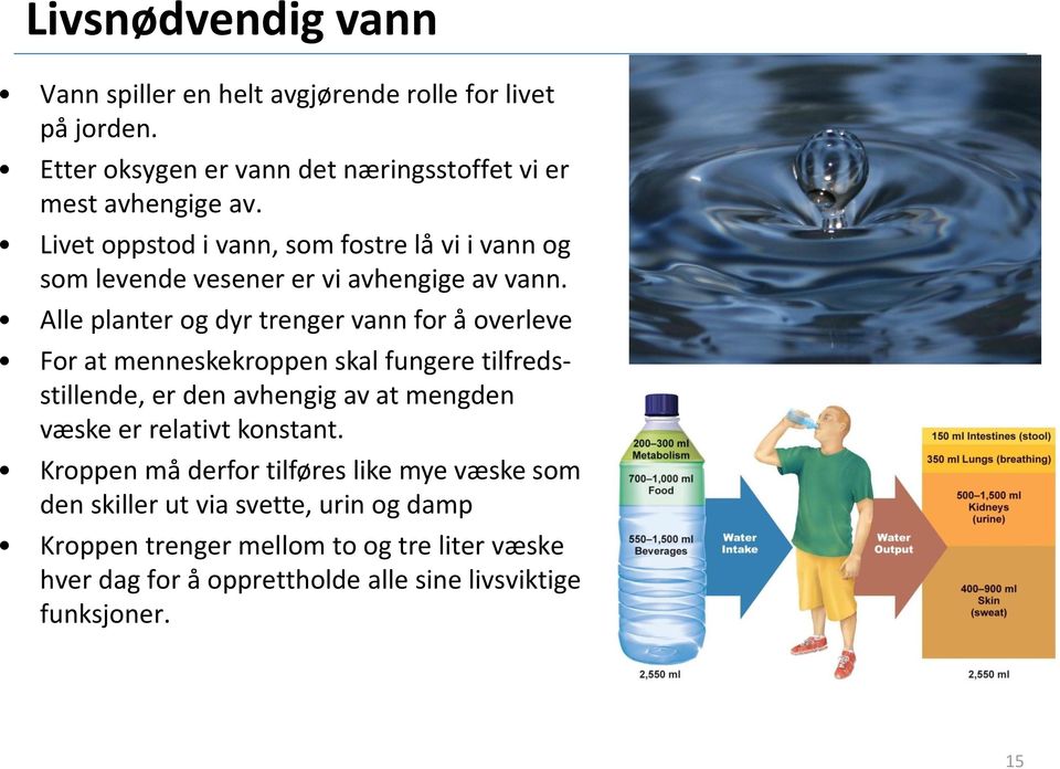 Alle planter og dyr trenger vann for å overleve For at menneskekroppen skal fungere tilfredsstillende, er den avhengig av at mengden væske er