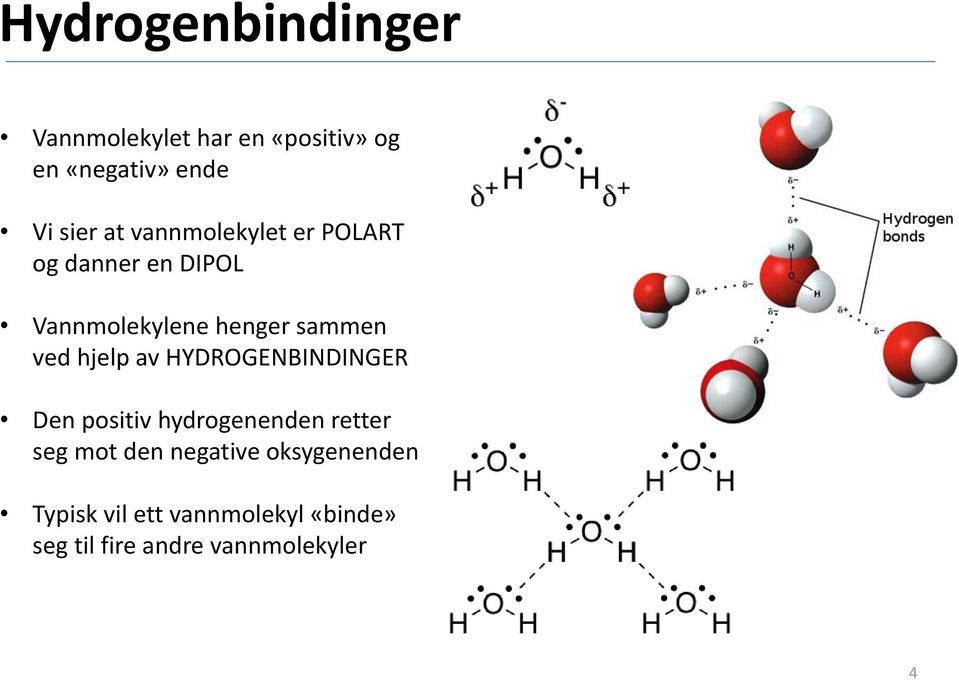 hjelp av HYDROGENBINDINGER Den positiv hydrogenenden retter seg mot den