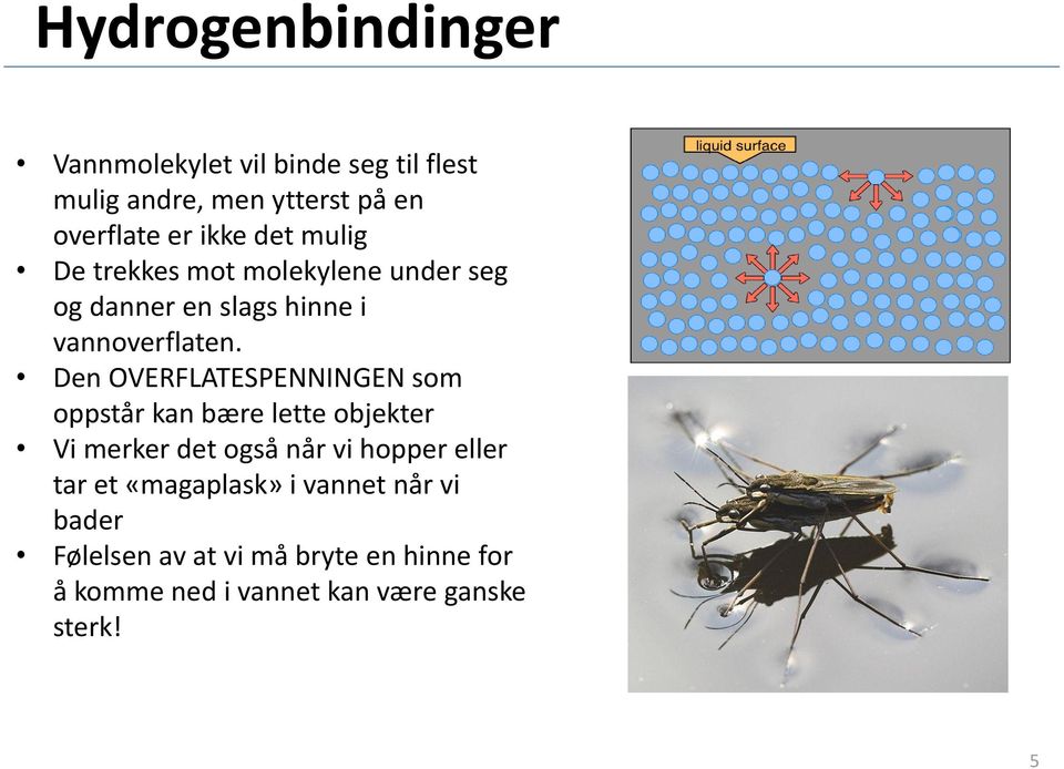 Den OVERFLATESPENNINGEN som oppstår kan bære lette objekter Vi merker det også når vi hopper eller tar