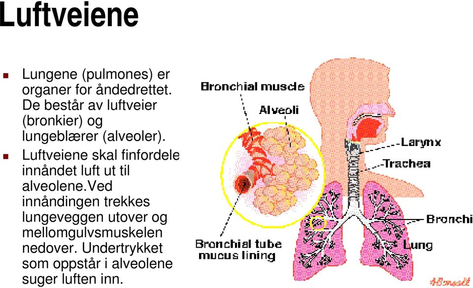 Luftveiene skal finfordele innåndet luft ut til alveolene.