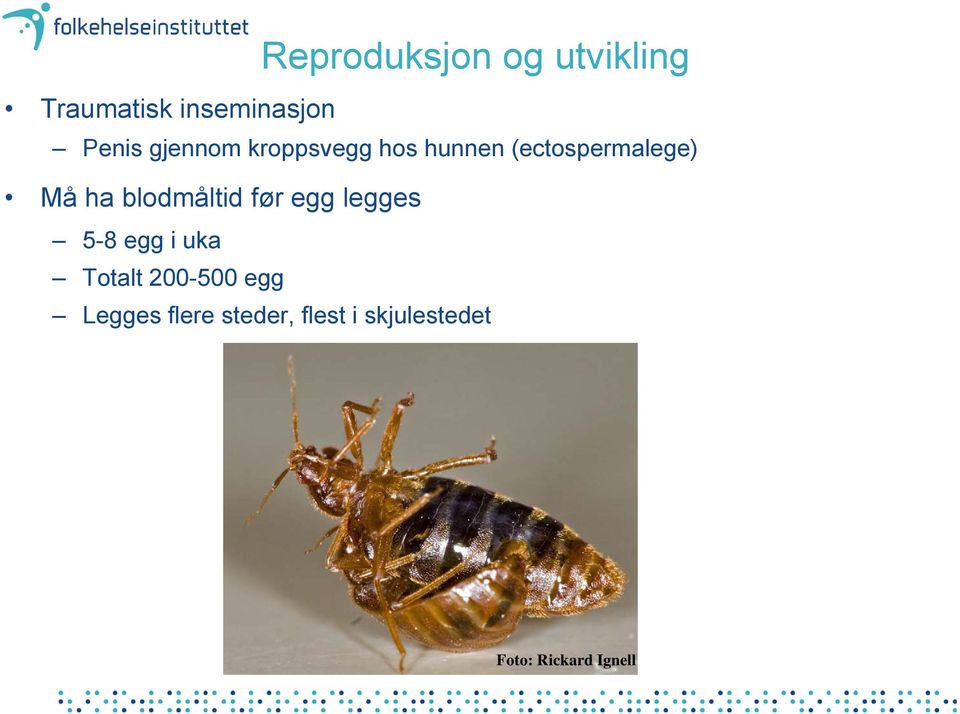 blodmåltid før egg legges 5-8 egg i uka Totalt 200-500