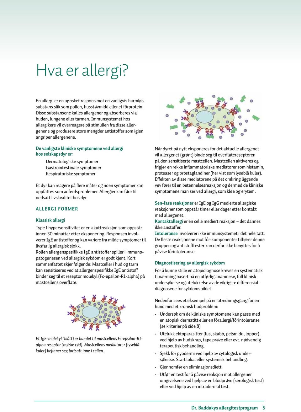 Immunsystemet hos allergikere vil overreagere på stimulien fra disse allergenene og produsere store mengder antistoffer som igjen angriper allergenene.