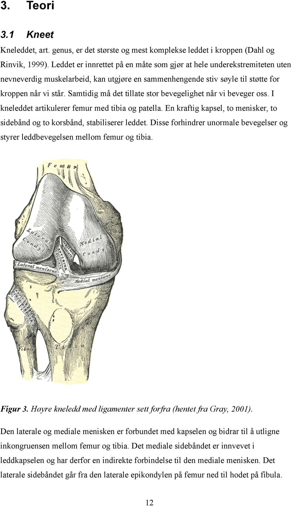 Samtidig må det tillate stor bevegelighet når vi beveger oss. I kneleddet artikulerer femur med tibia og patella. En kraftig kapsel, to menisker, to sidebånd og to korsbånd, stabiliserer leddet.