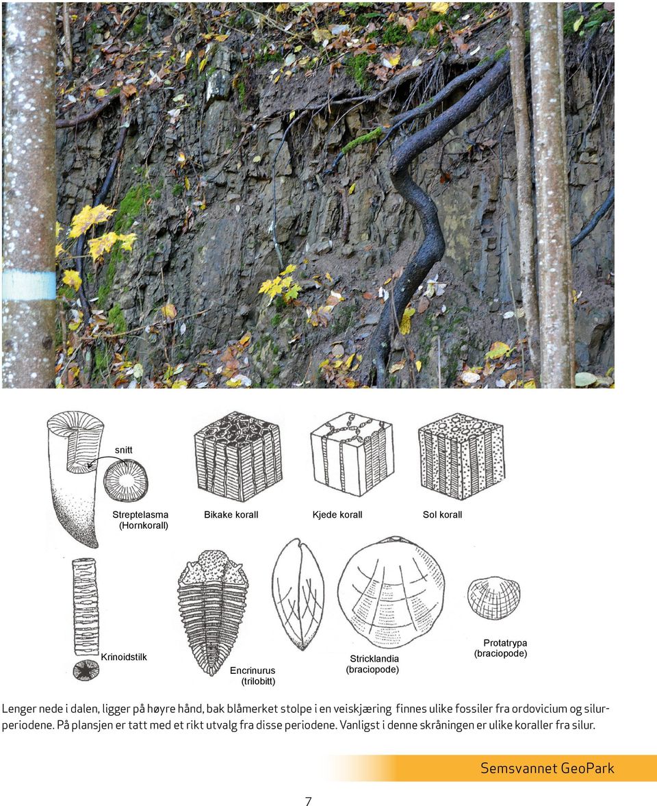 hånd, bak blåmerket stolpe i en veiskjæring finnes ulike fossiler fra ordovicium og silurperiodene.
