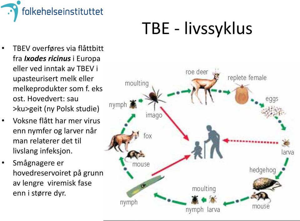 Hovedvert: sau >ku>geit (ny Polsk studie) Voksne flått har mer virus enn nymfer og larver når