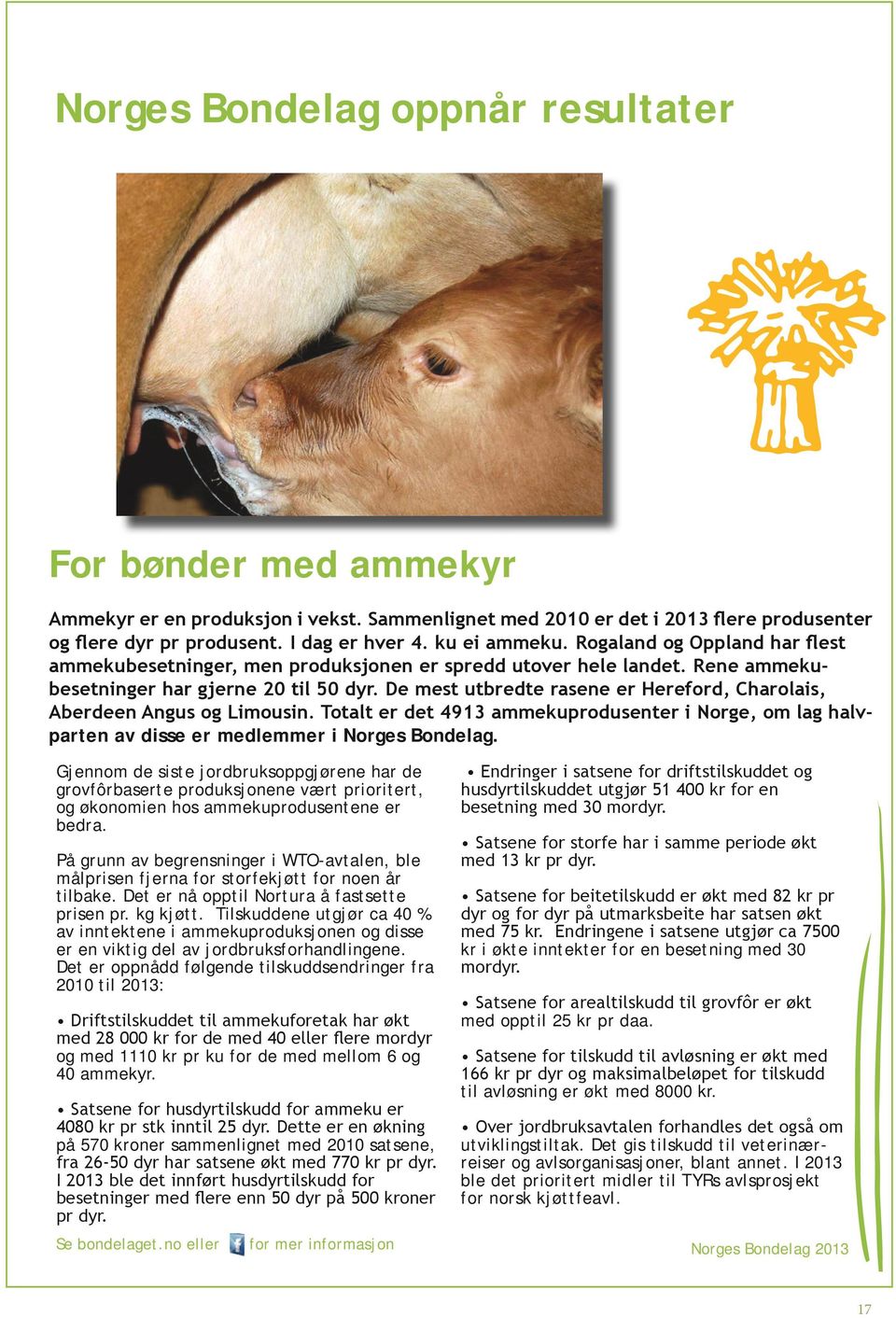 De mest utbredte rasene er Hereford, Charolais, Aberdeen Angus og Limousin. Totalt er det 4913 ammekuprodusenter i Norge, om lag halvparten av disse er medlemmer i Norges Bondelag.