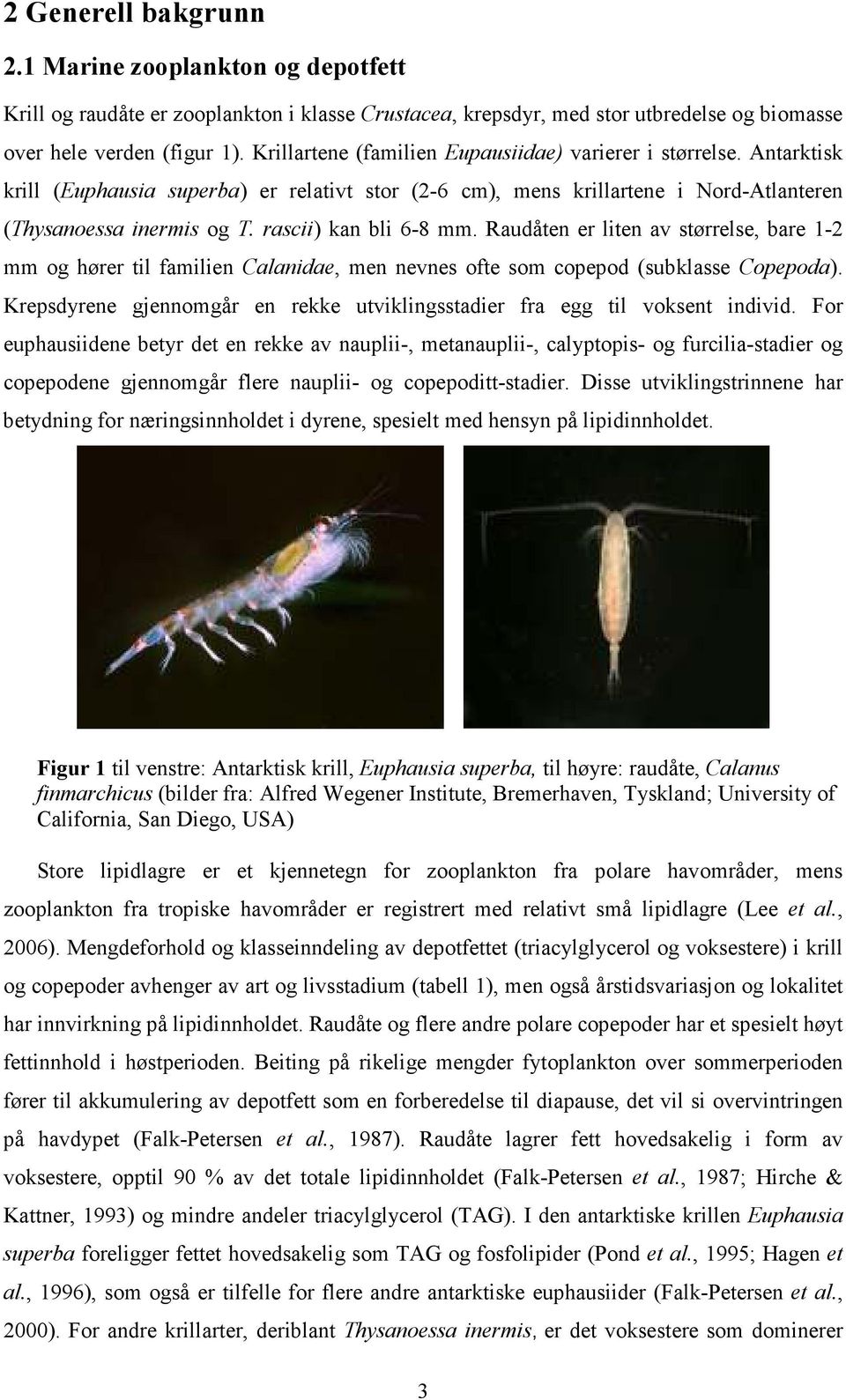 rascii) kan bli 6-8 mm. Raudåten er liten av størrelse, bare 1-2 mm og hører til familien Calanidae, men nevnes ofte som copepod (subklasse Copepoda).