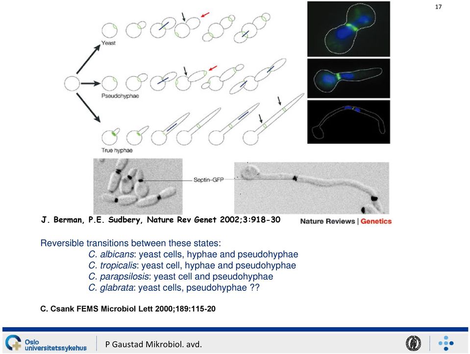 C. albicans: yeast cells, hyphae and pseudohyphae C.