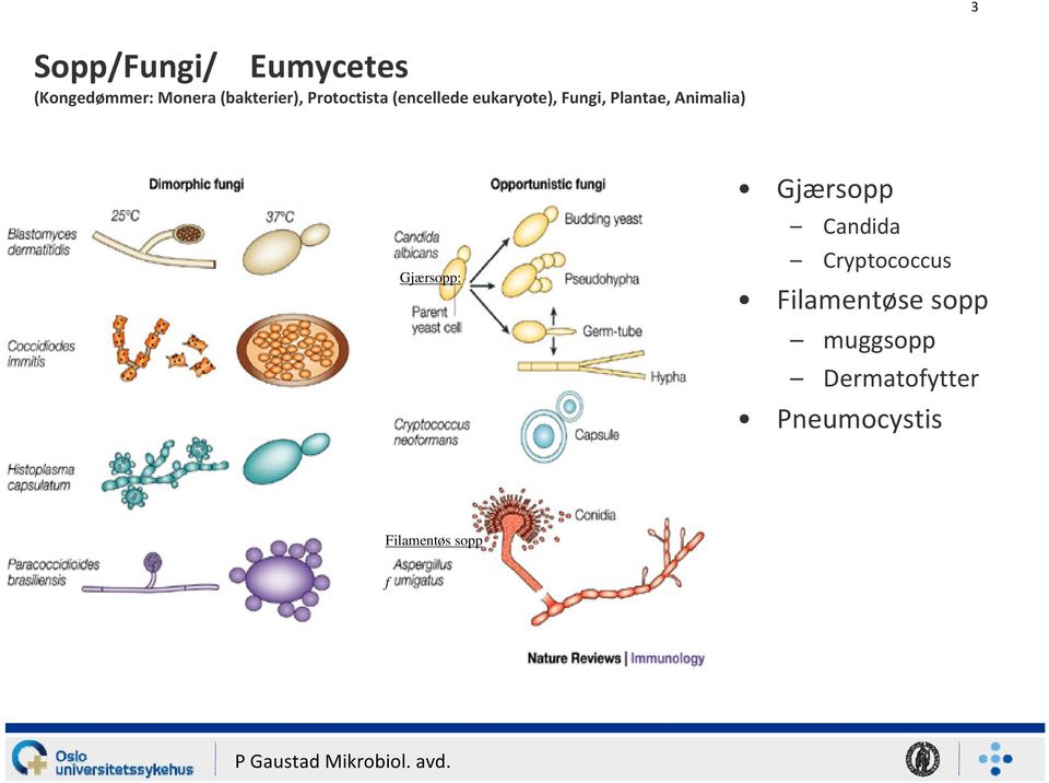 Animalia) Gjærsopp: Gjærsopp Candida Cryptococcus