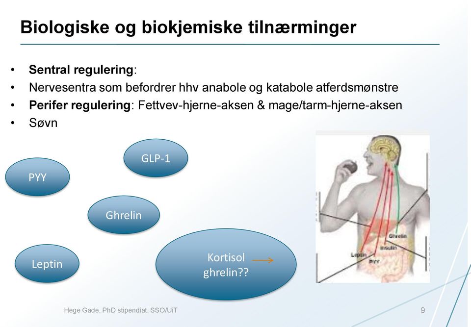 Perifer regulering: Fettvev-hjerne-aksen & mage/tarm-hjerne-aksen