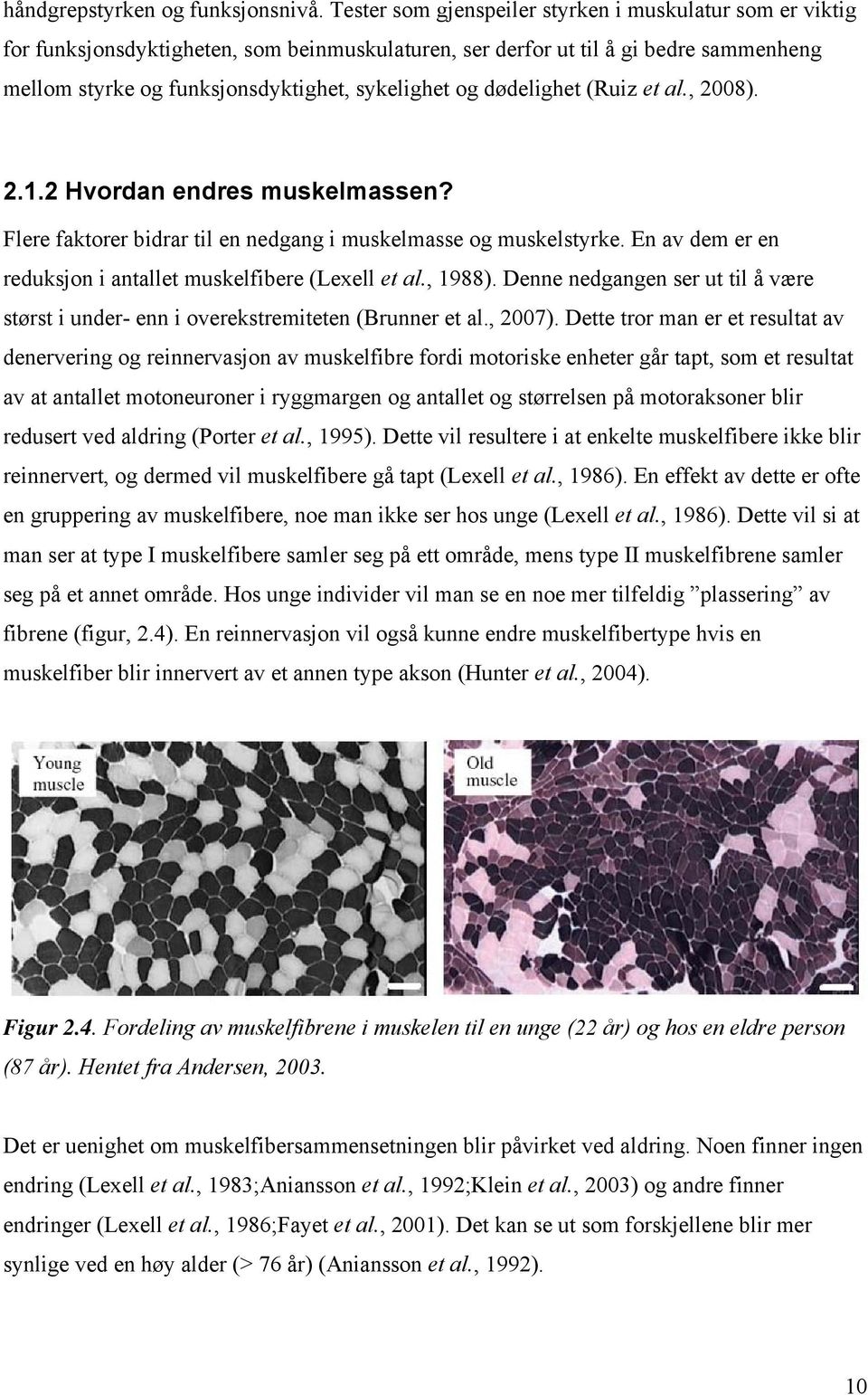 dødelighet (Ruiz et al., 2008). 2.1.2 Hvordan endres muskelmassen? Flere faktorer bidrar til en nedgang i muskelmasse og muskelstyrke. En av dem er en reduksjon i antallet muskelfibere (Lexell et al.