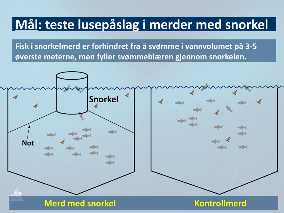 på 3-5 øverste meterne, men fyller svømmeblæren