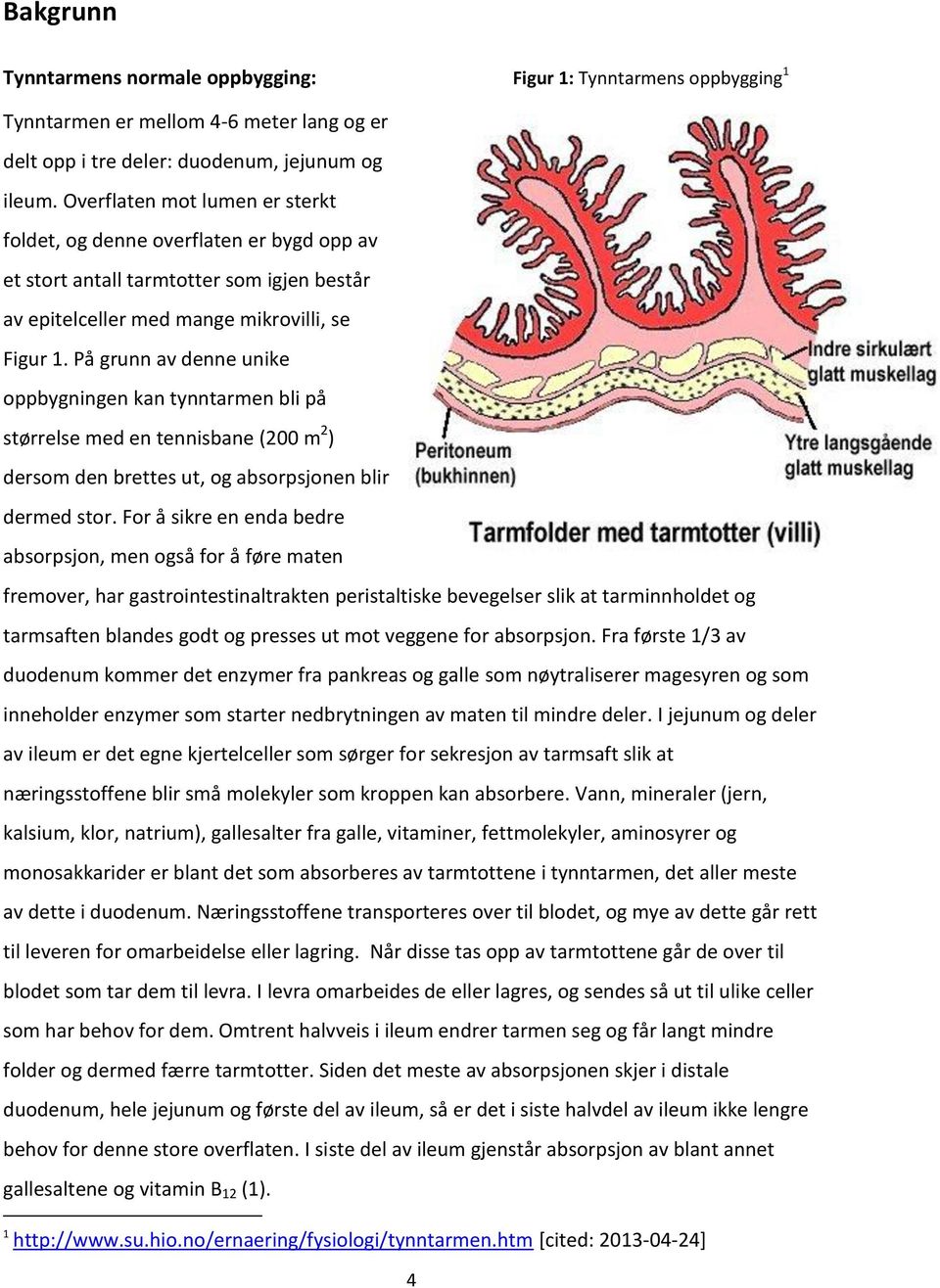 På grunn av denne unike oppbygningen kan tynntarmen bli på størrelse med en tennisbane (200 m 2 ) dersom den brettes ut, og absorpsjonen blir dermed stor.