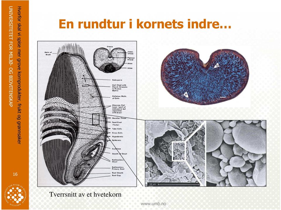 rundtur i kornets indre