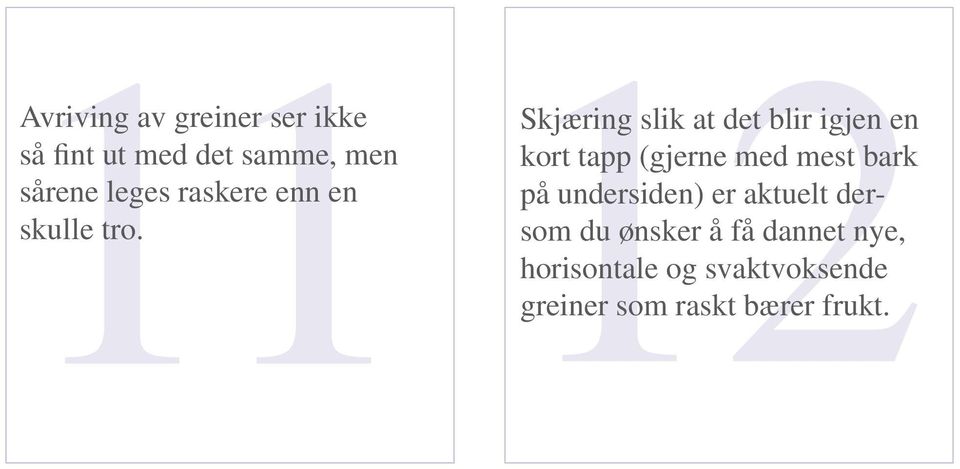 Skjæring slik at det blir igjen en kort tapp (gjerne med mest bark på