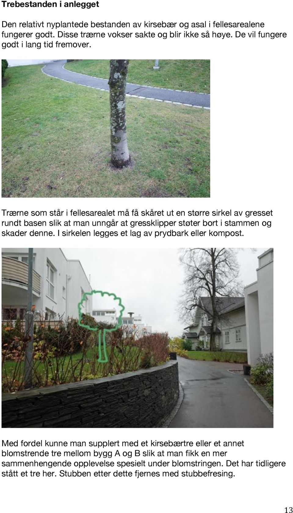 Trærne som står i fellesarealet må få skåret ut en større sirkel av gresset rundt basen slik at man unngår at gressklipper støter bort i stammen og skader denne.