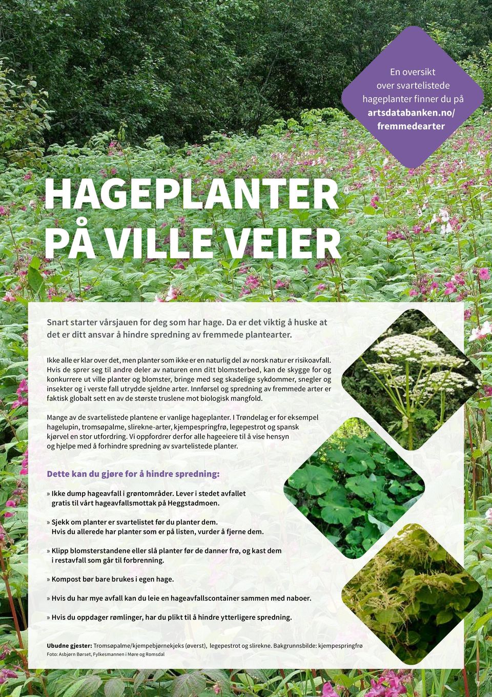 Hvis de sprer seg til andre deler av naturen enn ditt blomsterbed, kan de skygge for og konkurrere ut ville planter og blomster, bringe med seg skadelige sykdommer, sneg ler og insekter og i verste