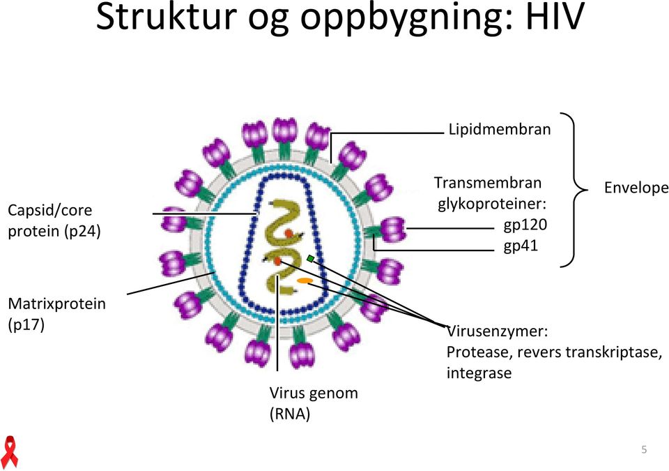 gp41 Envelope Matrixprotein (p17) Virus genom (RNA)