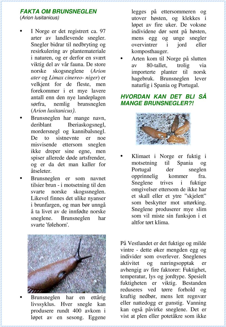 De store norske skogsneglene (Arion ater og Limax cinereo- niger) er velkjent for de fleste, men forekommer i et mye lavere antall enn den nye landeplagen sørfra, nemlig brunsneglen (Arion
