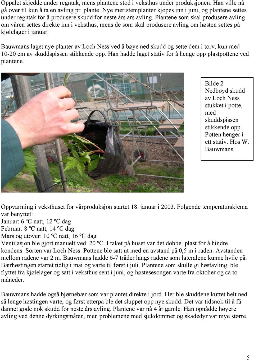 Bauwmans laget nye planter av Loch Ness ved å bøye ned skudd og sette dem i torv, kun med 10-20 cm av skuddspissen stikkende opp. Han hadde laget stativ for å henge opp plastpottene ved plantene.