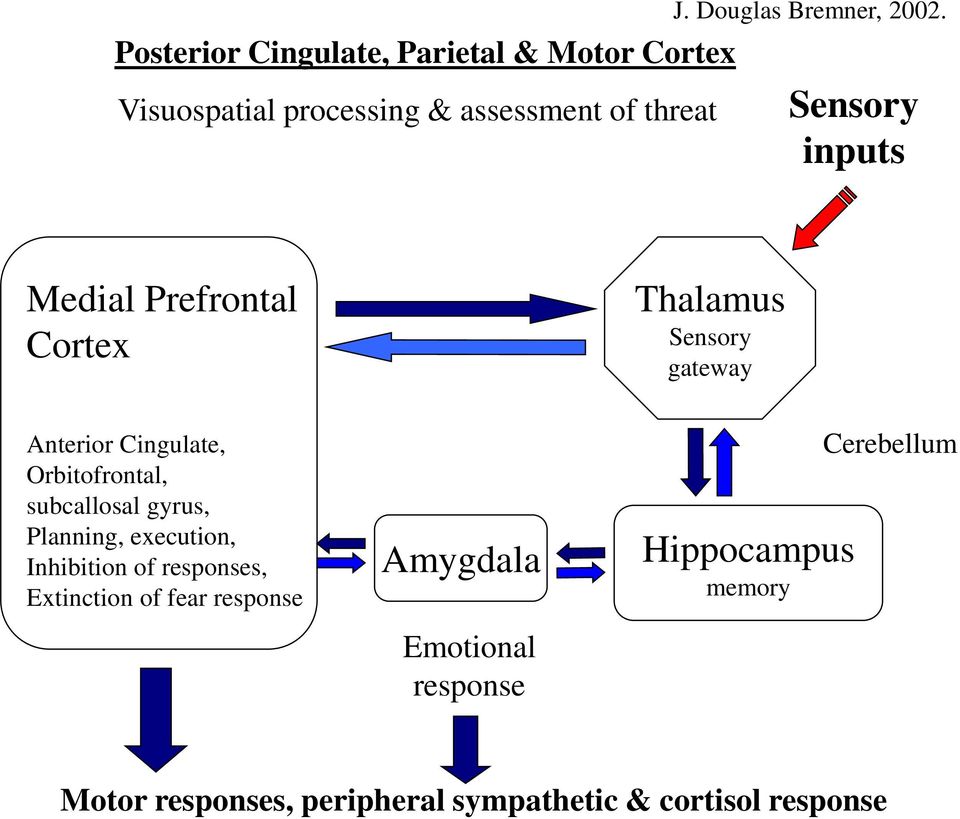 Sensory inputs Medial Prefrontal Cortex Thalamus Sensory gateway Anterior Cingulate, Orbitofrontal,