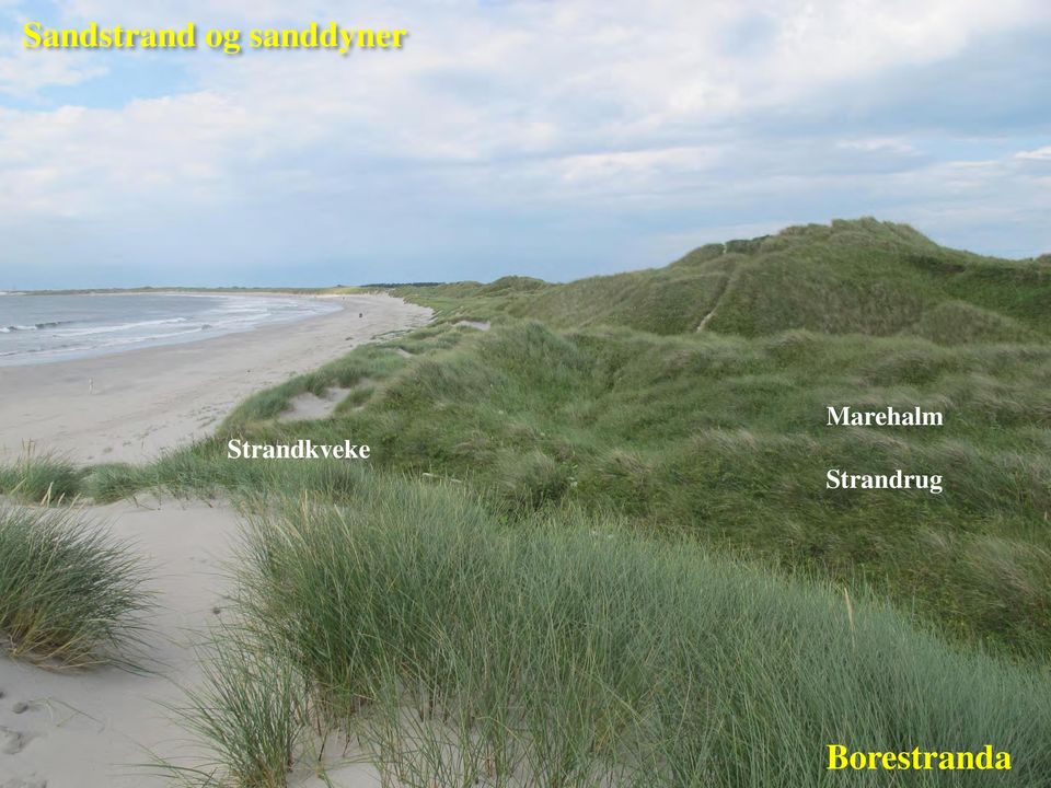 Strandkveke