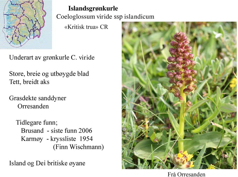 viride Store, breie og utbøygde blad Tett, breidt aks Grasdekte sanddyner