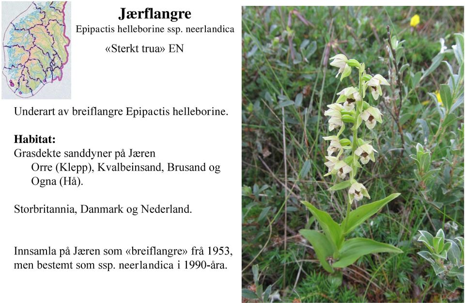 Habitat: Grasdekte sanddyner på Jæren Orre (Klepp), Kvalbeinsand, Brusand og Ogna