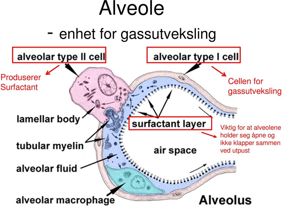 gassutveksling Viktig for at alveolene