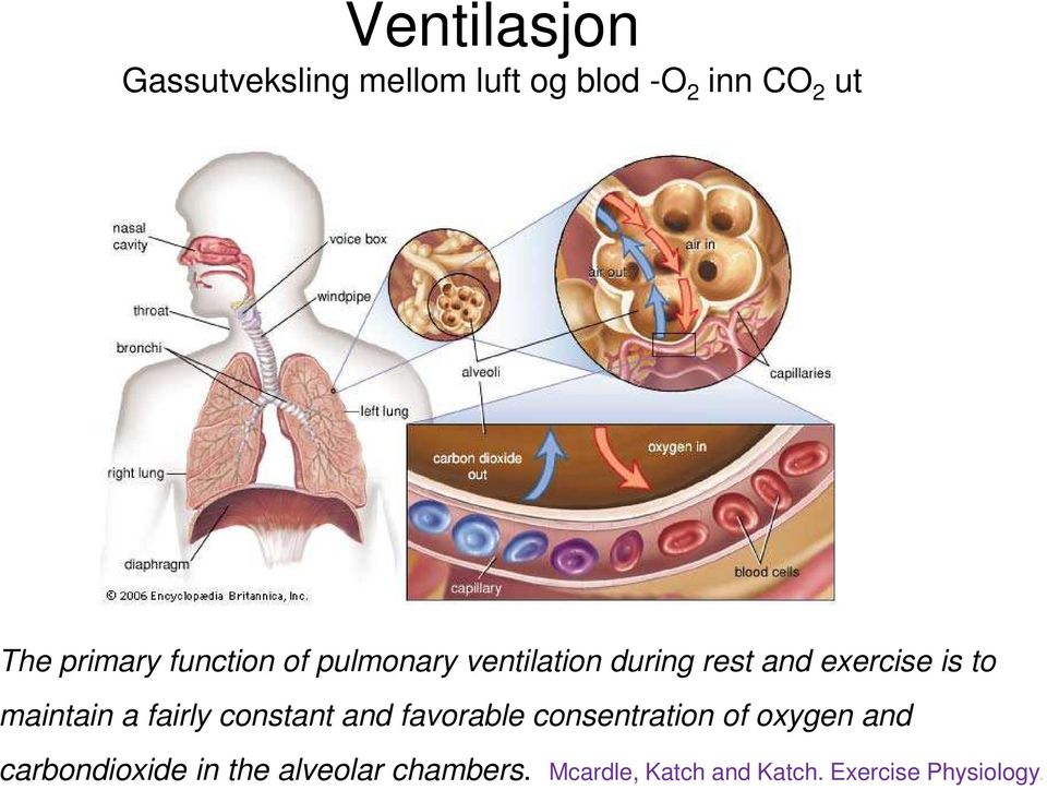 maintain a fairly constant and favorable consentration of oxygen and