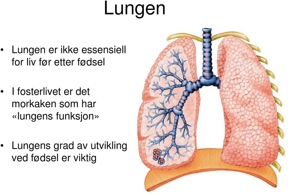 morkaken som har «lungens funksjon»