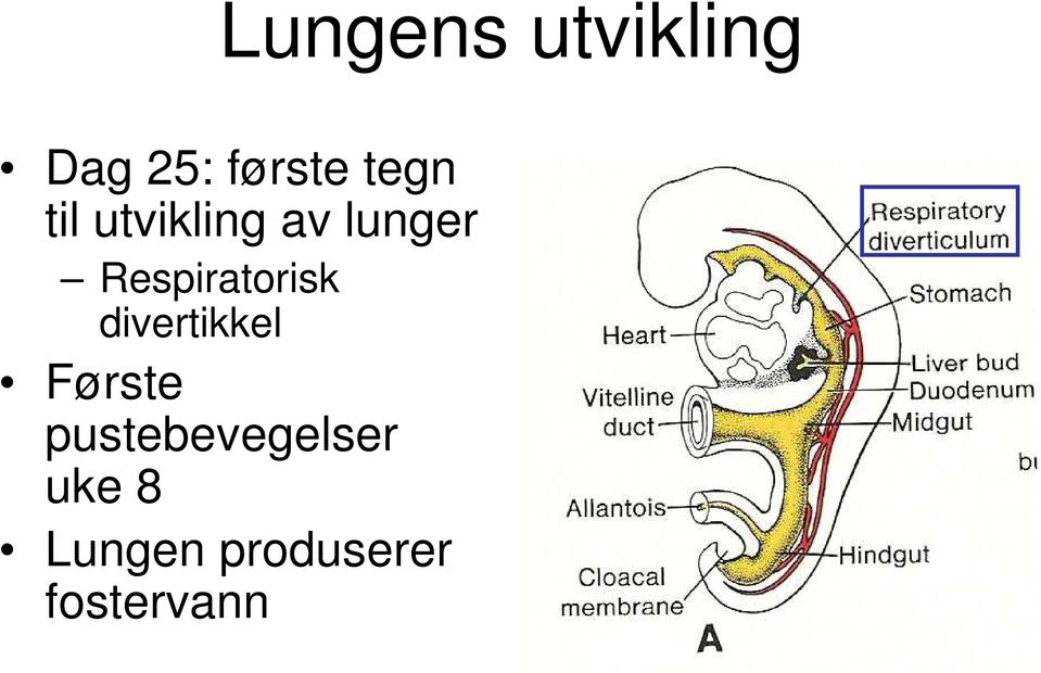 Respiratorisk divertikkel Første