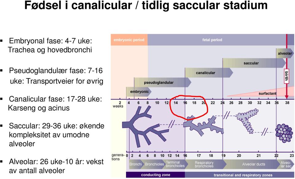 øvrig Canalicular fase: 17-28 uke: Karseng og acinus Saccular: 29-36 uke: